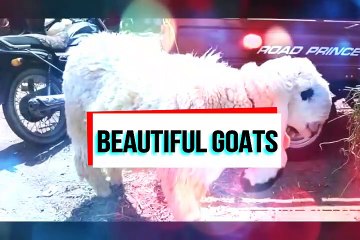 Very Beautiful Goats Sohrab Goth Mandi 2019