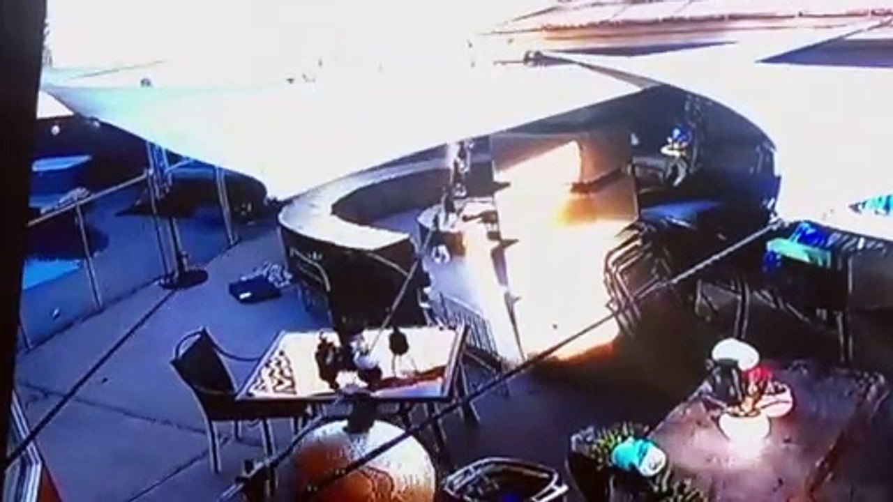 Hawk attacks Yorkie
