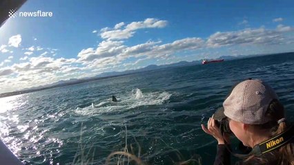 Great white thrashes around chasing seal off South Africa