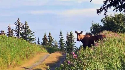 What Is Zombie Deer Disease?