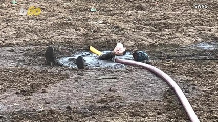 Man Rescued After Getting Stuck in Manure Pit Trying to Rescue His Dog