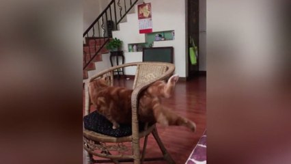 Fat cat struggles to wiggle out of narrow gap