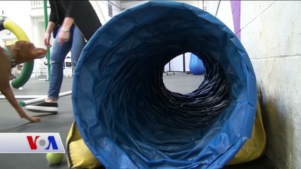 Köpekler İçin Spor Salonu