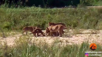 Regardez qui vient défendre ce lézard contre un lionceau