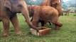 Cette maman éléphant interdit à son bébé d'approcher du puits