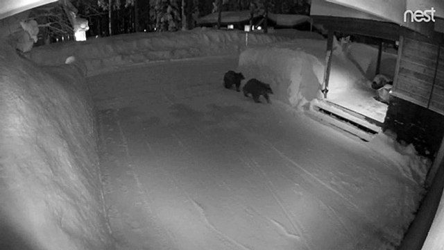Quand une famille d'ours décide de visiter la ville de Tahoe aux USA