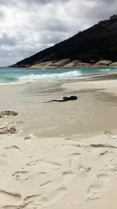 Dugite Versus King Skink