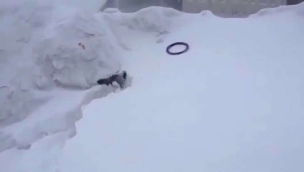 Un chien tente d'attraper son cerceau !