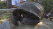 Hallan tortuga gigante en Galápagos que se creía extinta