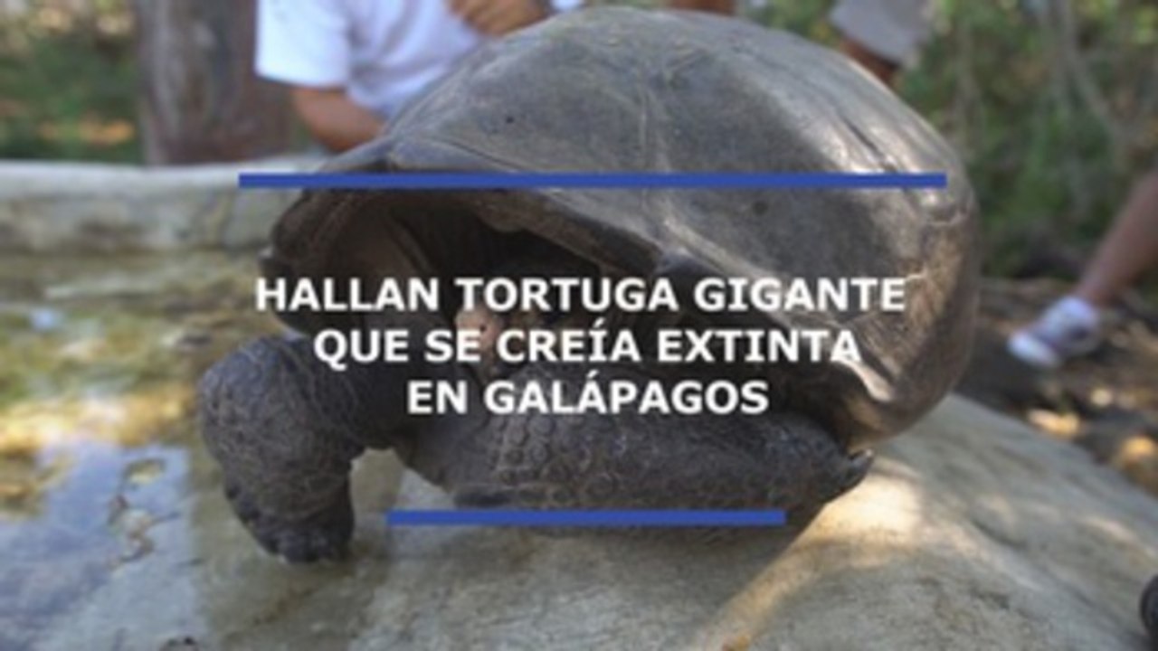Hallan tortuga gigante en Galápagos que se creía extinta