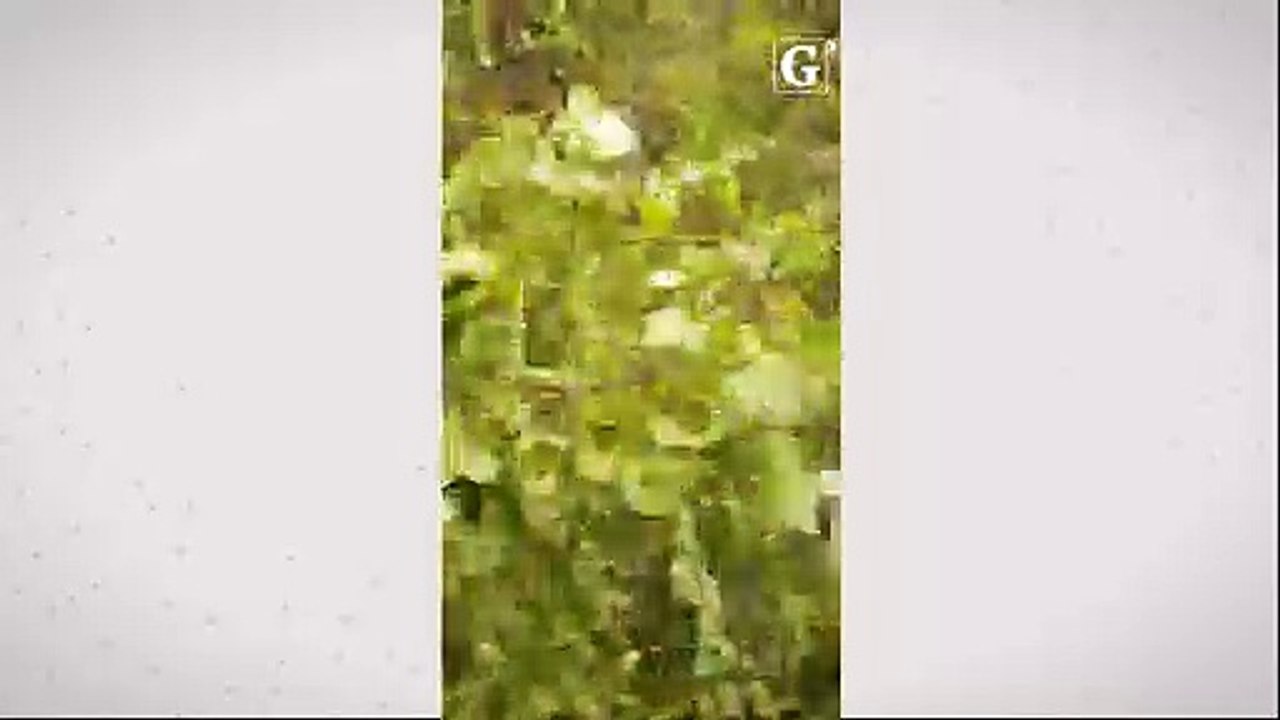 Árvores obstroem pistas em região entre Cariacica e Santa Leopoldina