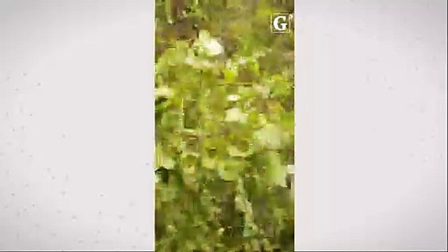 Árvores obstroem pistas em região entre Cariacica e Santa Leopoldina