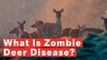 What Is Zombie Deer Disease?