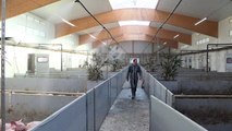 Bretagne: une coopérative agricole travaille au bien-être animal