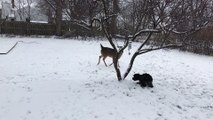 Dog and Deer Make Perfect Playtime Pals