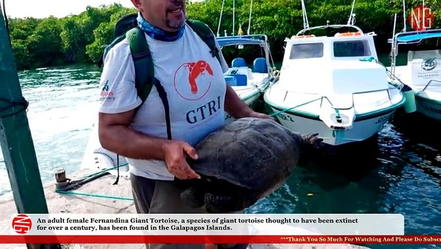 Thanks God! A Species of Giant Tortoise Is Not Yet Extinct - We Can Save Them