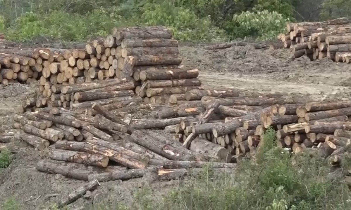 Dinas KLH Aceh: Status Lahan Prabowo Bukan HGU tapi HPH