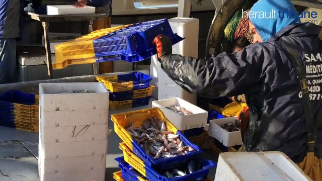 Une après-midi à la criée du Grau d'Agde