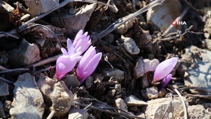 Erzurum Oltu'da baharın müjdecisi kar çiçekleri açtı