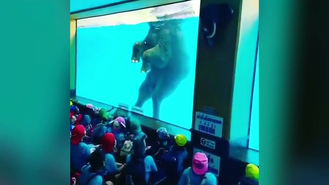 Un éléphant dans un zoo contraint de nager pour rester en vie pour amuser les touristes