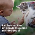 Los gatos protegen a los recién nacidos del asma