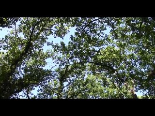 Qigong pour regeneration Version ABREGEE