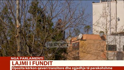 Report TV - Protestuesi tundet mbi pemë nën efektin e fjalimit Rama ik