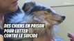 Des chiens en prison pour lutter contre le suicide