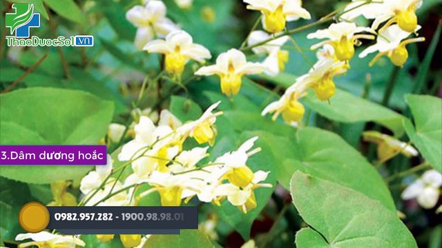 Cây thuốc nam chữa bệnh yếu sinh lý tốt nhất