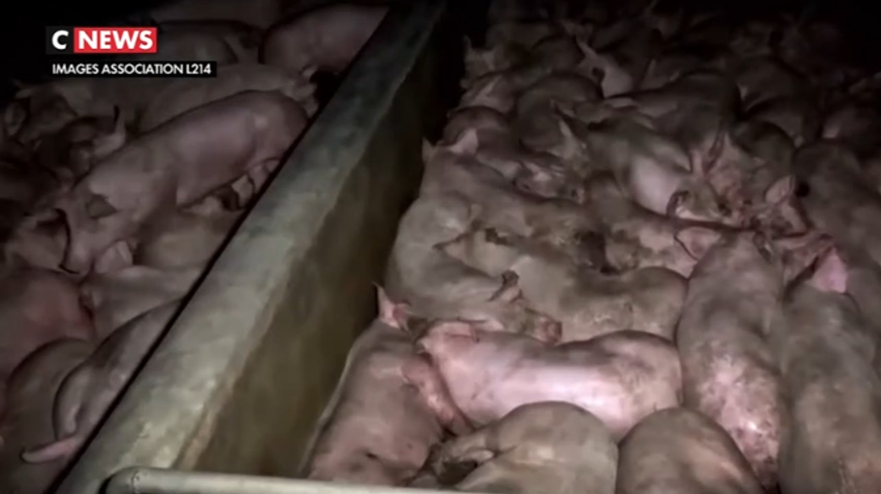 Abattoir d'Houdan : ouverture du procès de plusieurs employés