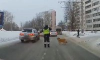 Karşıya geçemeyen köpek için trafiği durdurdu