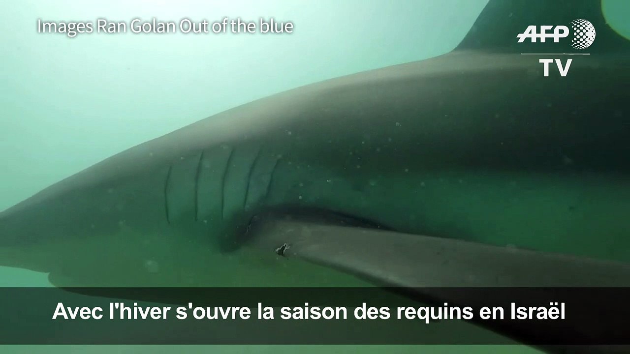 Avec l'hiver s'ouvre la saison des requins en Israël