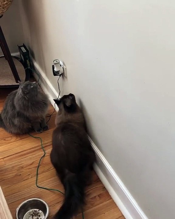Lol !! Deux adorables chat voulant attraper....