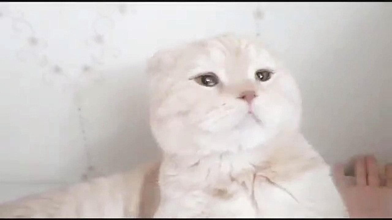 Mignon chat adorable avec son maître