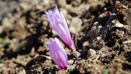 Erzurum Oltu'da Baharın Müjdecisi Kar Çiçekleri Açtı