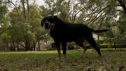 Florida Man Uses Coffee Cup To Fight Off Wild Coyote