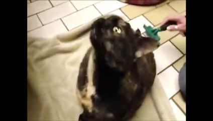 Le miaulement étrange d'un chat qui surkiffe les caresses de son propriétaire