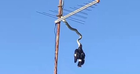 3 Metrelik Piton Kuşu Yakalarken Görüntülendi