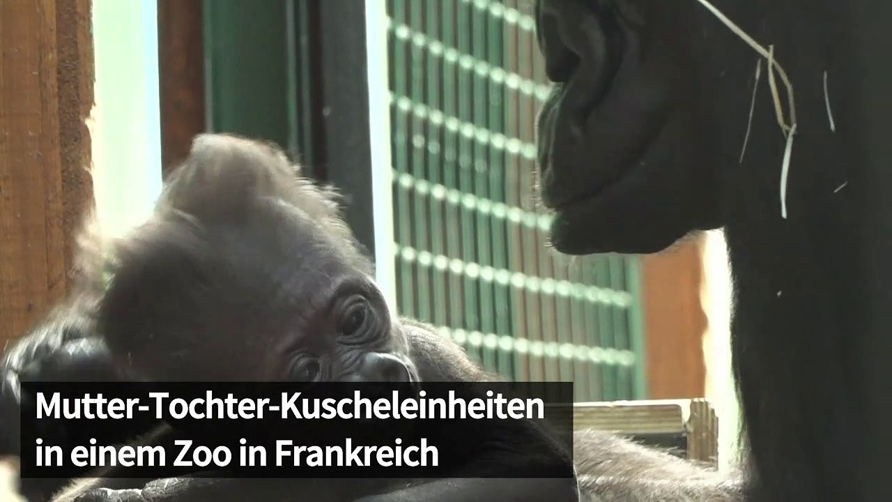 Putizg: gorilla-baby kuschelt mit seiner mama