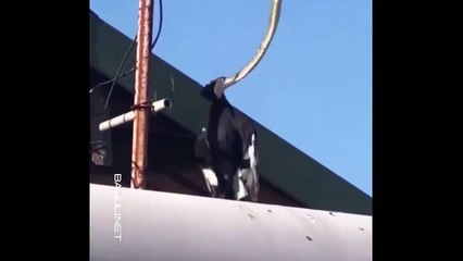 3 metrelik yılan kuşu havada yakaladı!