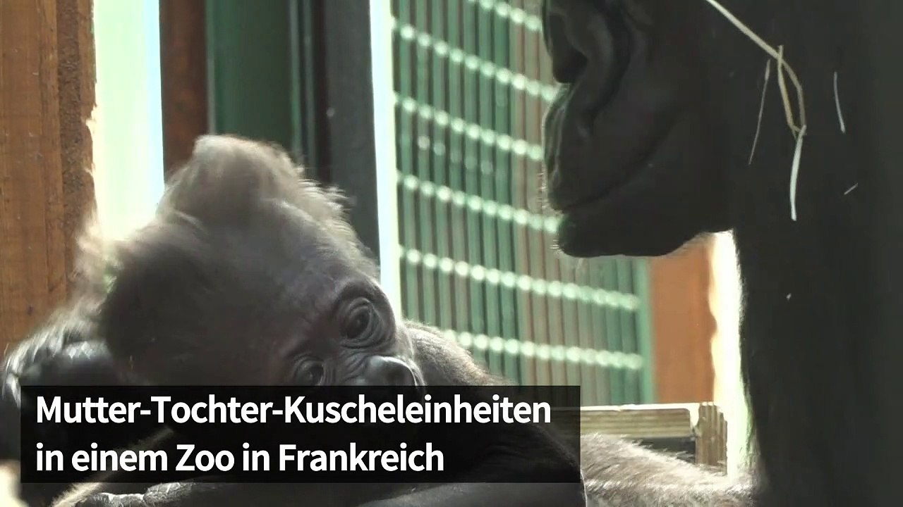 Putizg: Gorilla-Baby kuschelt mit seiner Mama