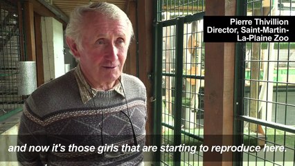 French zoo welcomes first baby gorilla in 10 years