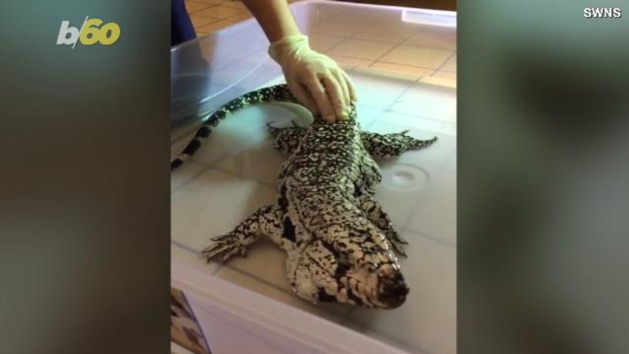 Giant, 4-Foot Long Rainforest Lizard Found Wandering London Park