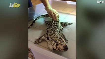 Giant, 4-Foot Long Rainforest Lizard Found Wandering London Park