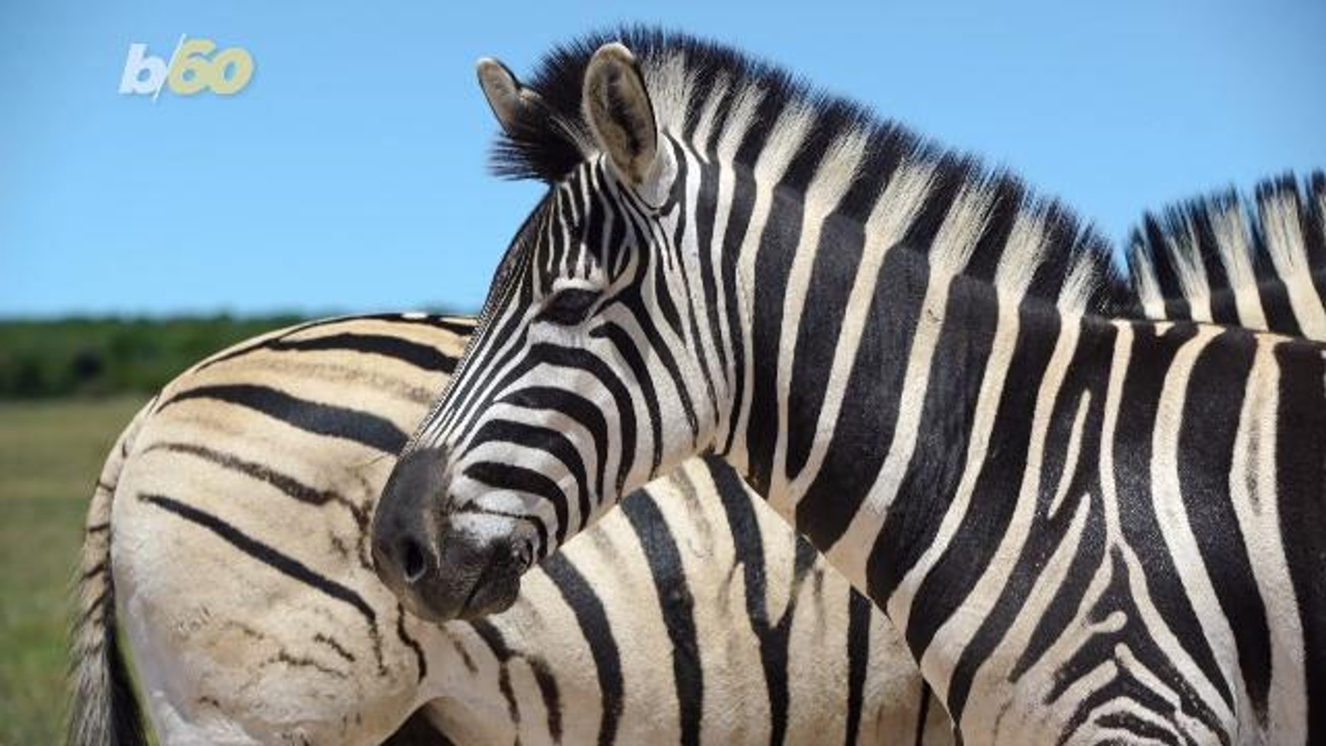 ⁣Why Do Zebras Have Stripes? Scientists Dressed Up Horses Likes Zebras to Find Out