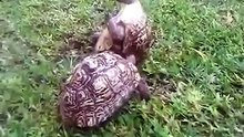Unbelievable turtles ... it helps each other