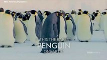 Black Emperor Penguin That Could Be Only One In Existence Discovered