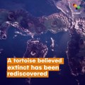 'Extinct' Tortoise Rediscovered