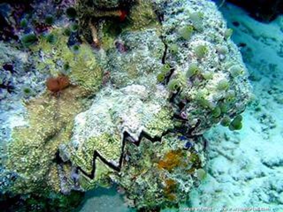 L’huître zigzag, la Dendostrea Folium
