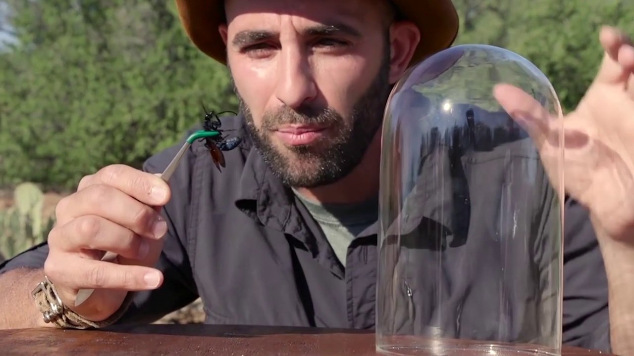 Insolite : Ce Youtubeur se fait mordre et piquer par des insectes pour sa chaîne